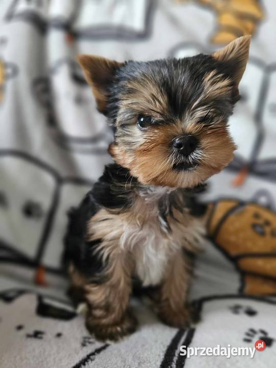 Yorkshire Terrier Piesek Chip Rodowód Wyprawka sprzedam