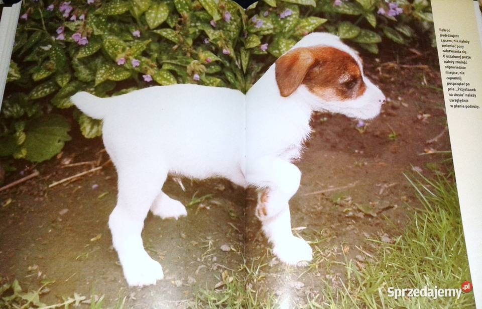 Jack Parson Russell Terrier Christina Pettersall Chełm sprzedam