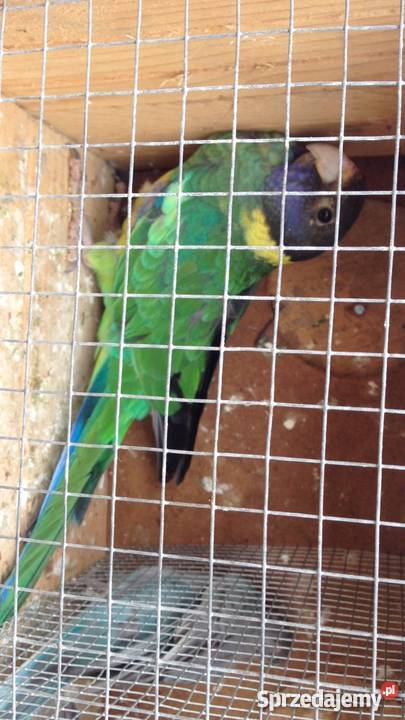 Kragen Bernard Wawrzeńczyce