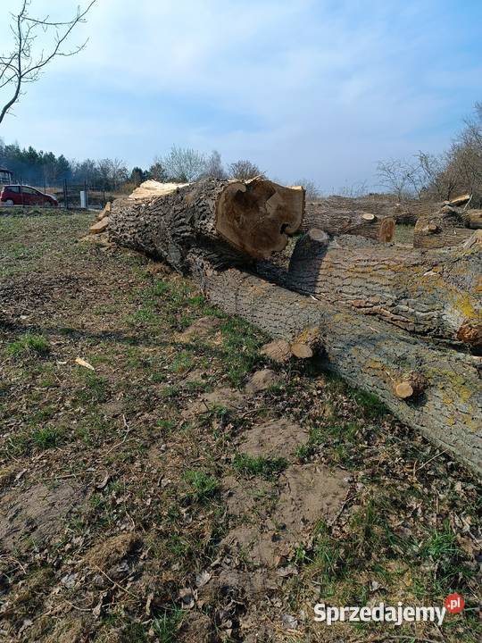 Topola kłoda drzewo drewno plastry Złotów sprzedam