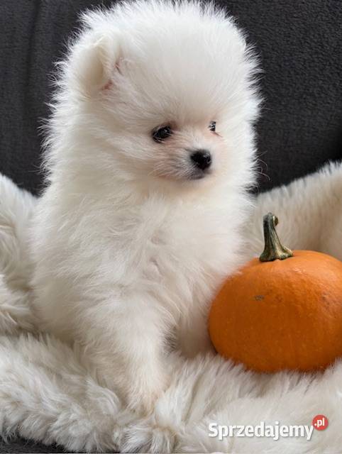 SZPIC MINIATUROWY POMERANIAN ŚLICZNA SUNIA łódzkie