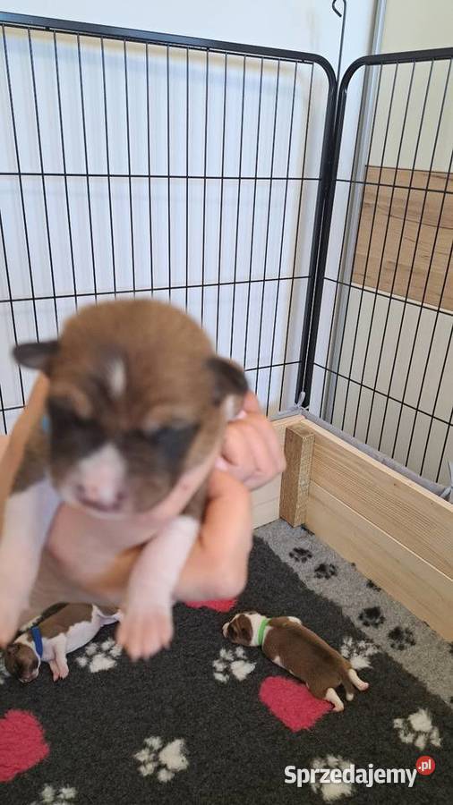 Basenji szczenię Pozostałe Słupsk