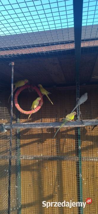 Księżniczka Wspaniała Walii śląskie Kłobuck sprzedam