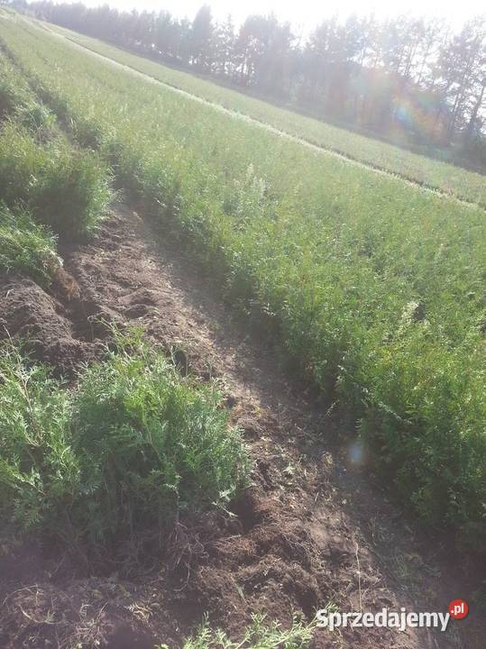 Tuja brabant 80 120 Żywopłot Sławno