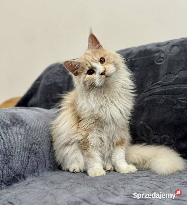Maine Coon Kocur WCF 5 pokoleniowy rodowód Daleszyce