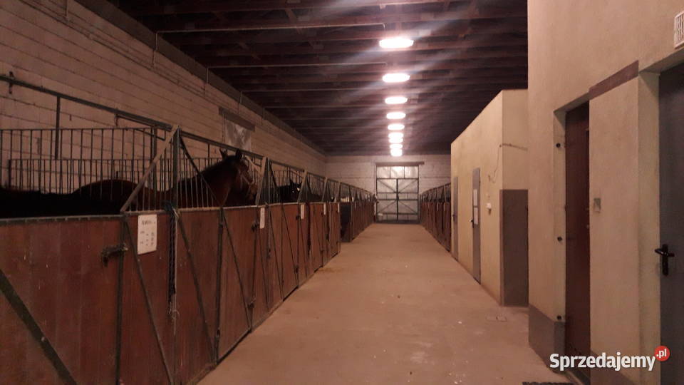 Ośrodek jeździecki stajnia pensjonat hotel koni Bodzanów