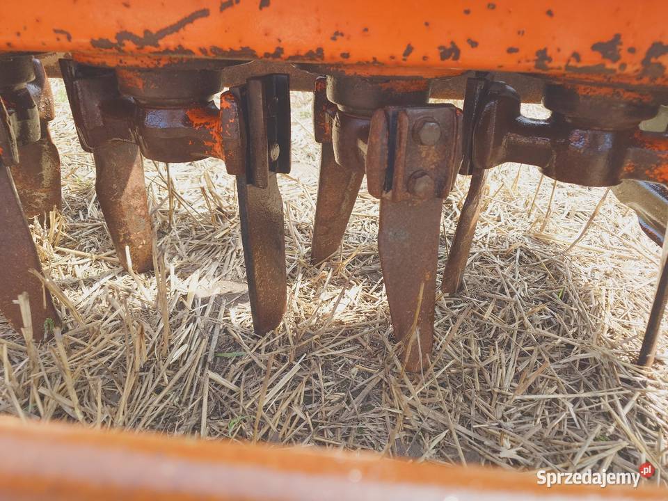 Brona Aktywna Maschio nieuszkodzony Korfantów