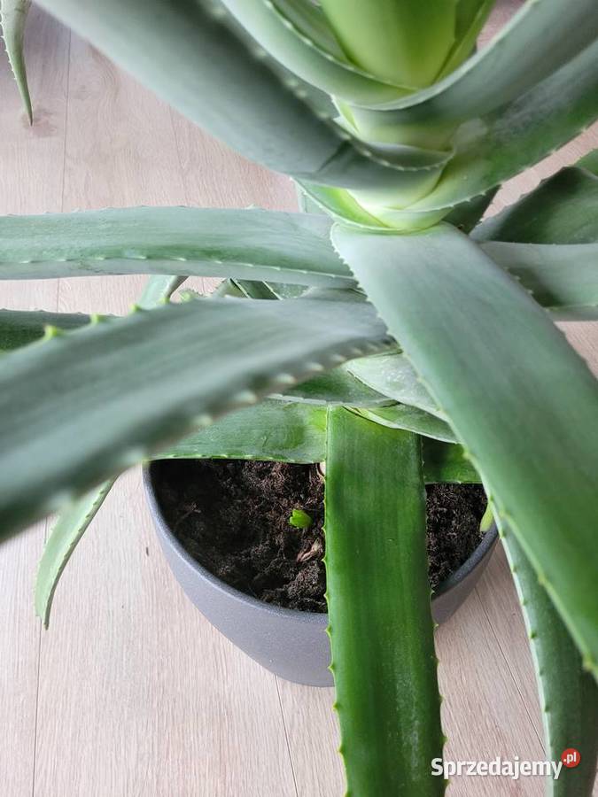 Aloes 100 rozpiętości i wysokości z doniczką Poznań