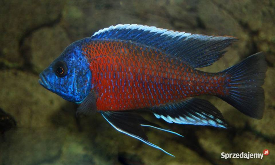 Pyszczak Borleya Copadichromis borleyi Pyszczaki Ryby Zwierzęta pomorskie