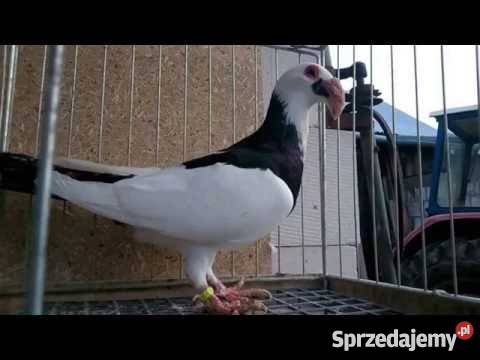 Hodowla Bagdeta Norymberska WSCHÓD Płośnica