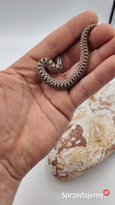 Heterodon zachodni samczyki