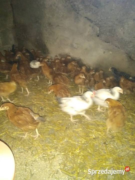 Kurczaki kury 7 tygodni odchow wlasny Łomża