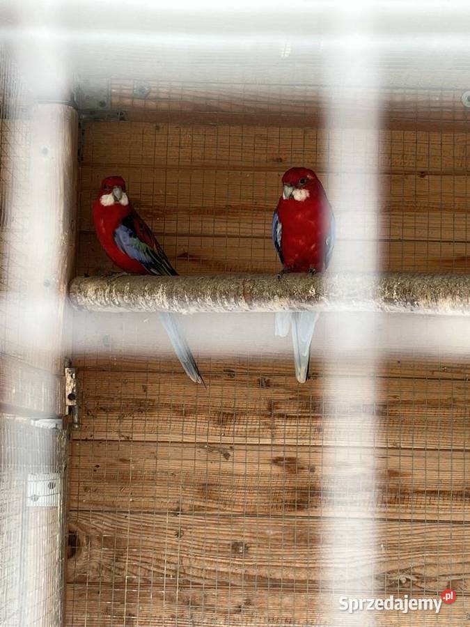 Papugi rozelle białolice 2024r Gieczno