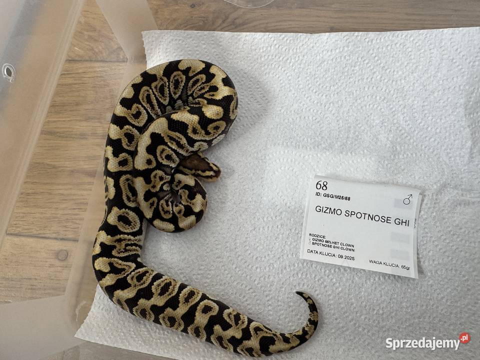 Python Regius królewski kolorki Bydgoszcz