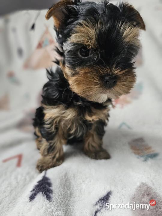Dziewczynka Yorkshire Terrier Wyprawka Chip Częstochowa