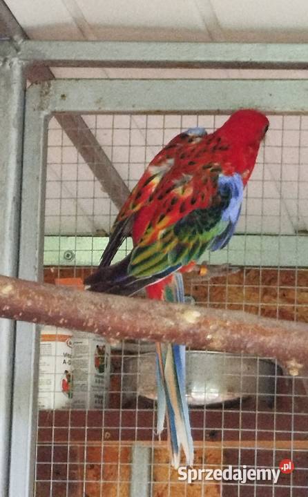 Dorosła samica Rozella 2022 Brzeziny