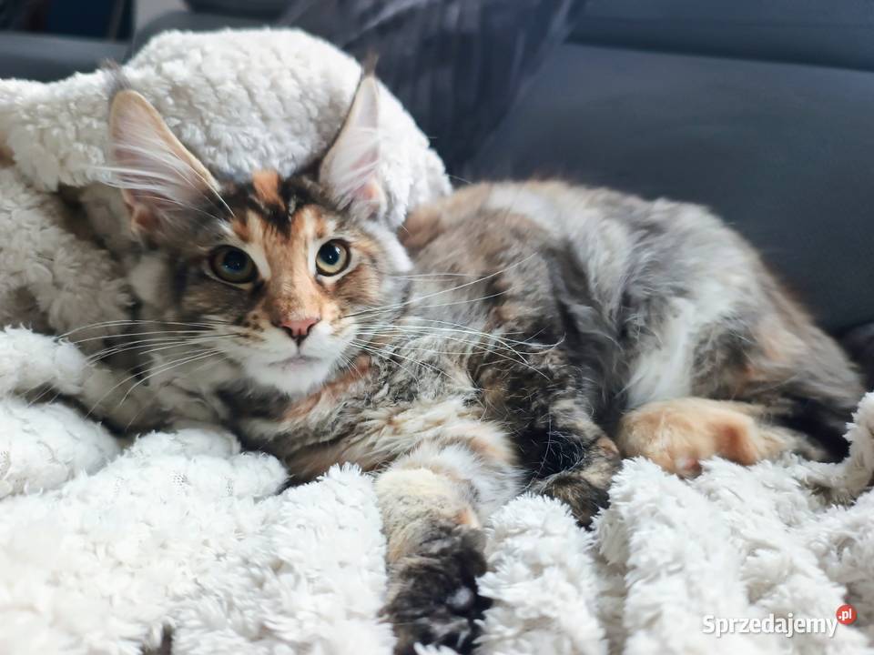 Kotka MAINS COON legalna hodowla IBSCC WCF Maine Coon Jaworzno