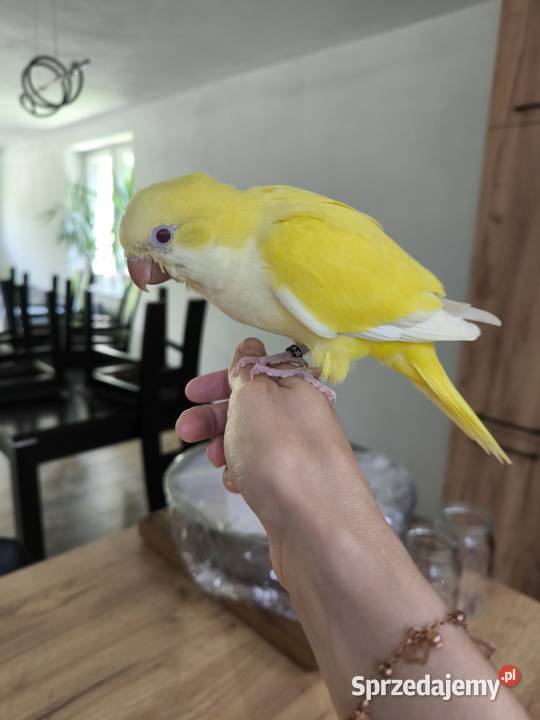 Mnicha nizinna ręcznie karmioną Ulanica