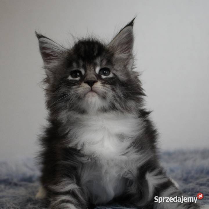 Dwie koteczki i trzy kocurki maine coon Brzezia Łąka sprzedam