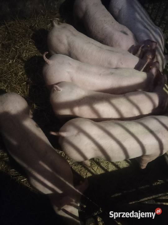 Sprzedam prosiaki Giełda zwierząt Piotrków Trybunalski sprzedam