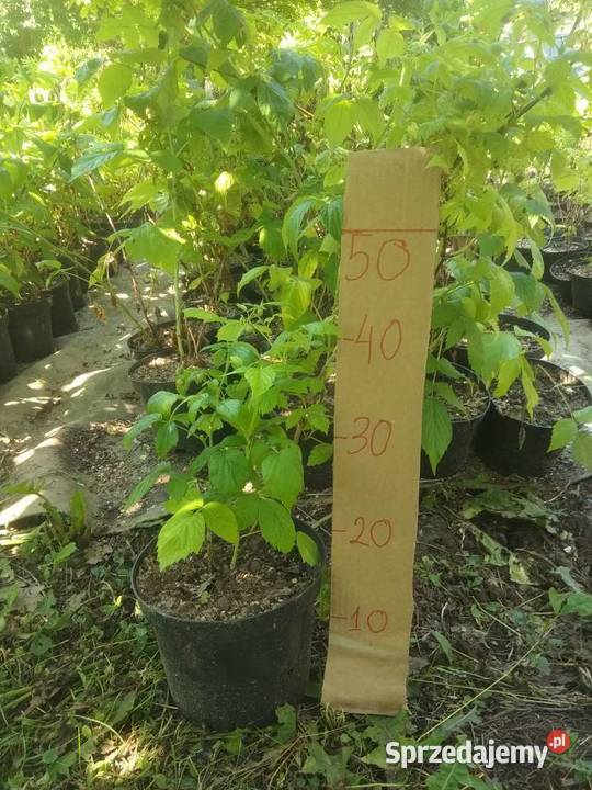 Sadzonki malin bdobrze ukorzenione Mareza sprzedam