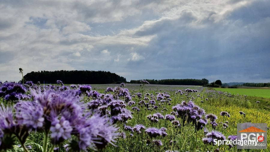 sprzedaży działki Gryfice 1633m2 szambo
