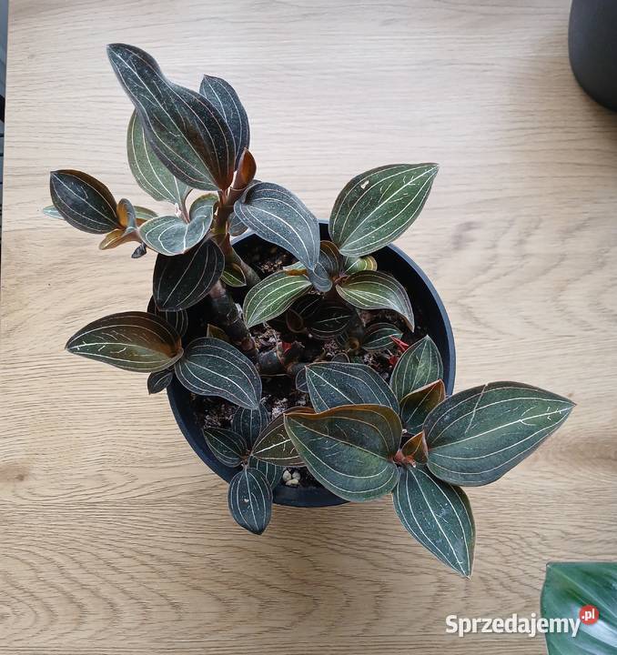 Ludisia discolor Hemaria ludisja storczyk jewel śląskie