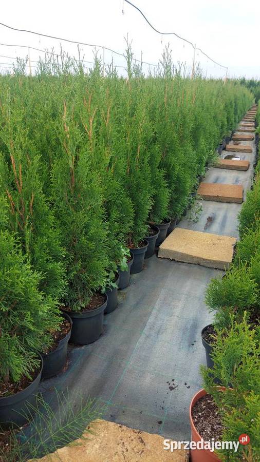 Tuja thuja szmaragd Iglaste Kołaczkowo sprzedam