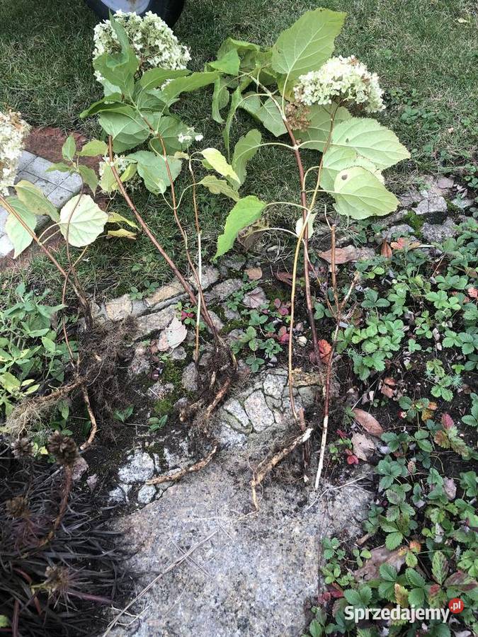 Sadzonki hortensji Anabell dolnośląskie