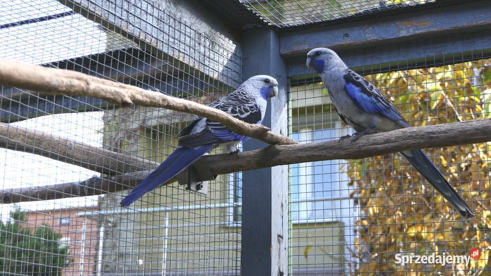 Rozella królewska niebieska Zelów