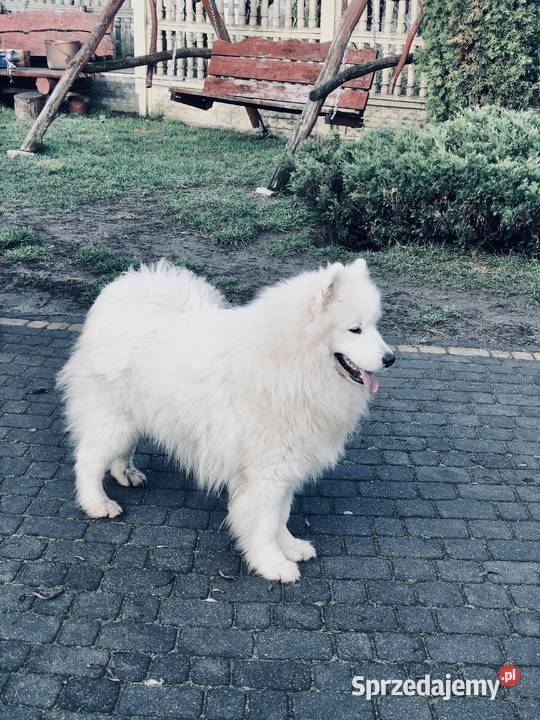 Samoyed Szczenięta sprzedam