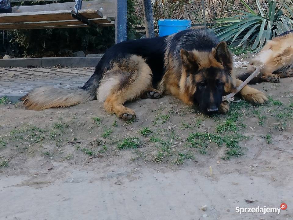 Szczeniak owczarka niemieckiego Rędziny-Borek