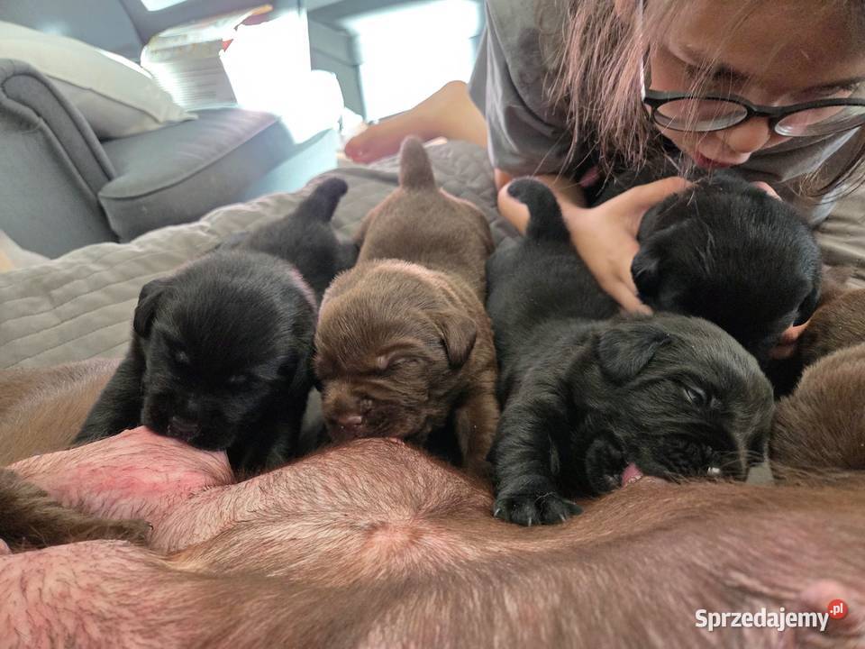 Labrador Retriever ZKwP FCI Szczenięta Labrador kujawsko-pomorskie Lniano sprzedam