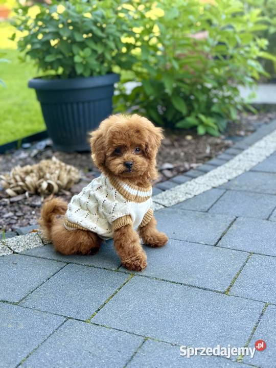 Pudel Toy filigranowy piesek Polanka Wielka sprzedam