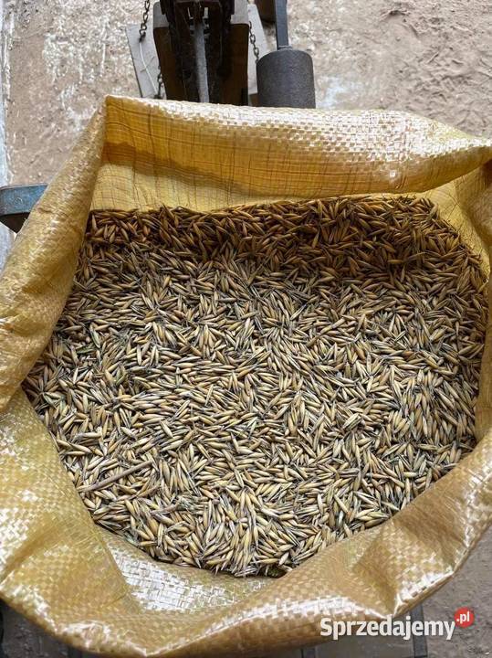 Owies na opał pellet ekogroszek tani opał 18MJ Opał Szydłowiec