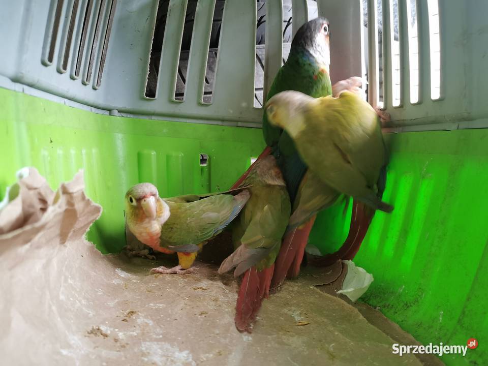 Rudosterka Rudisterki Pineaple Rozne wielkopolskie Poznań