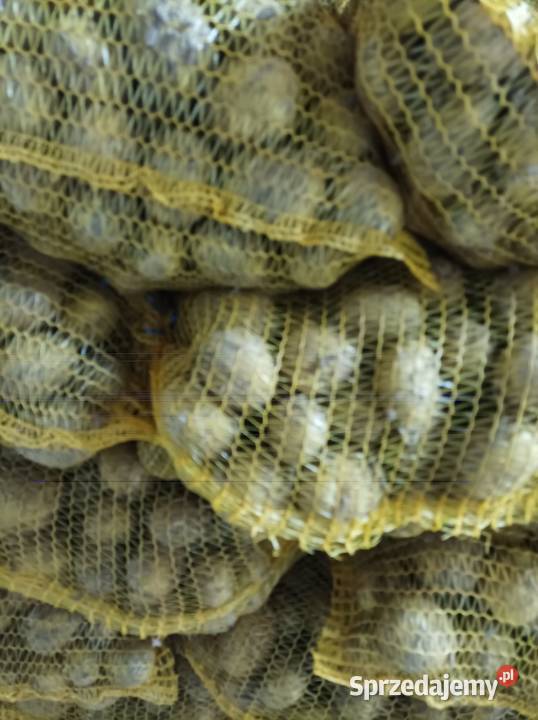 Ziemniaki jadalne i paszowe Rośliny okopowe podkarpackie Gać