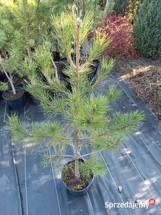 Sosna czarna duże sadzonki w doniczkach Orońsko