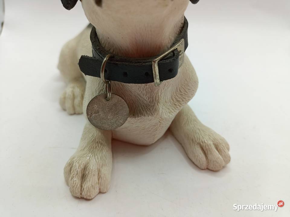 Pies Leonardo Jack Russell terrier Zamość