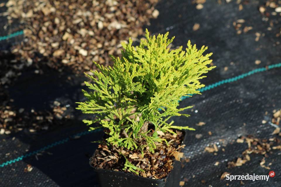 Żywotnik zachodni Mirjam thuja tuja Mirjam małopolskie