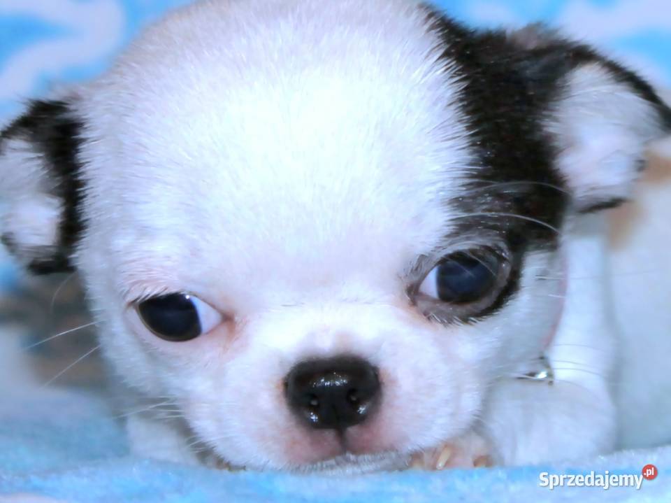 Niebieska Ziawjskowa Dziewczynka Chihuahua Zgierz
