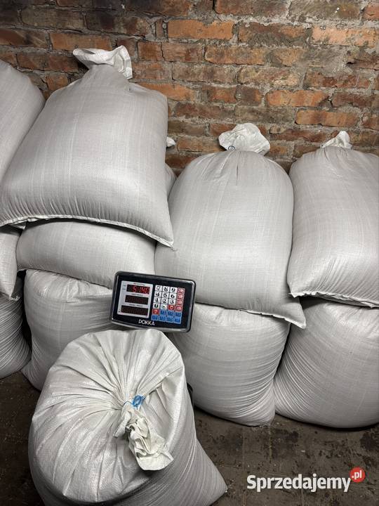 Pszenica jara Arabelka 2025 śląskie Giebło