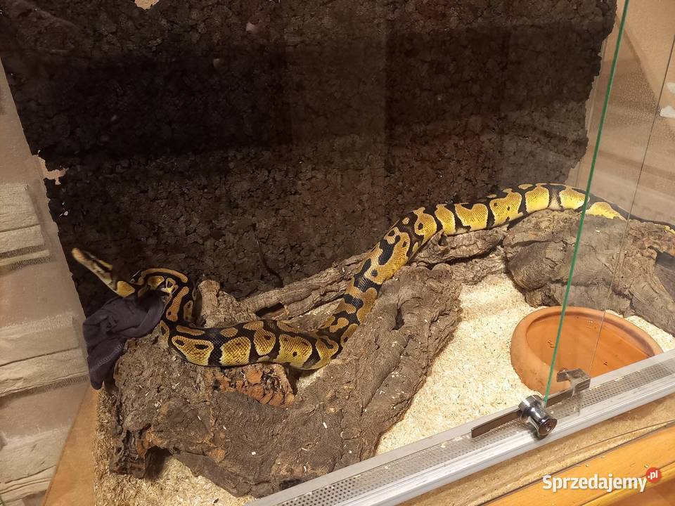 Pyton Królowski 2gen samiec Łódź