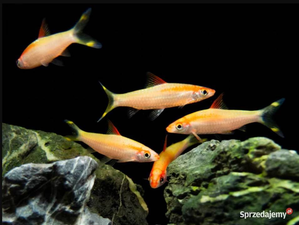 Brzanka Denisona odmiana GOLD Sahyadria Gdańsk sprzedam