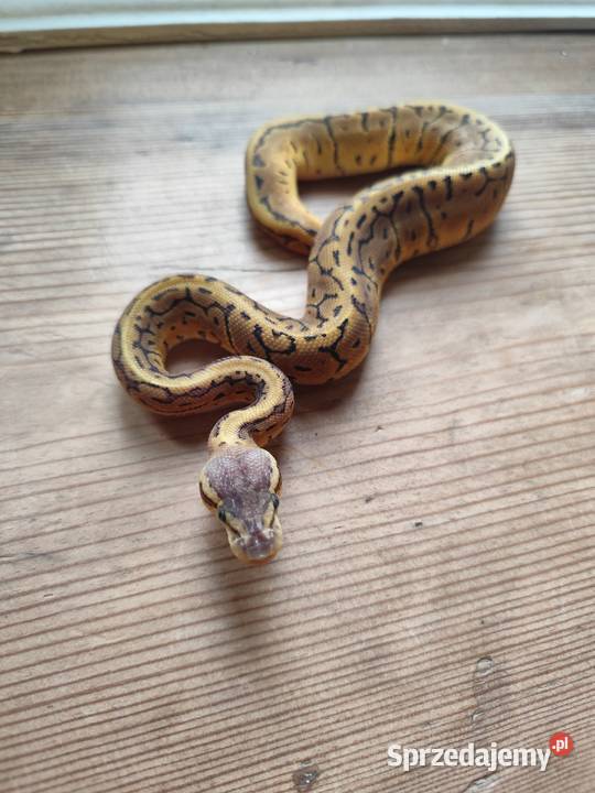 Samiczka Lemonblast Pruszków