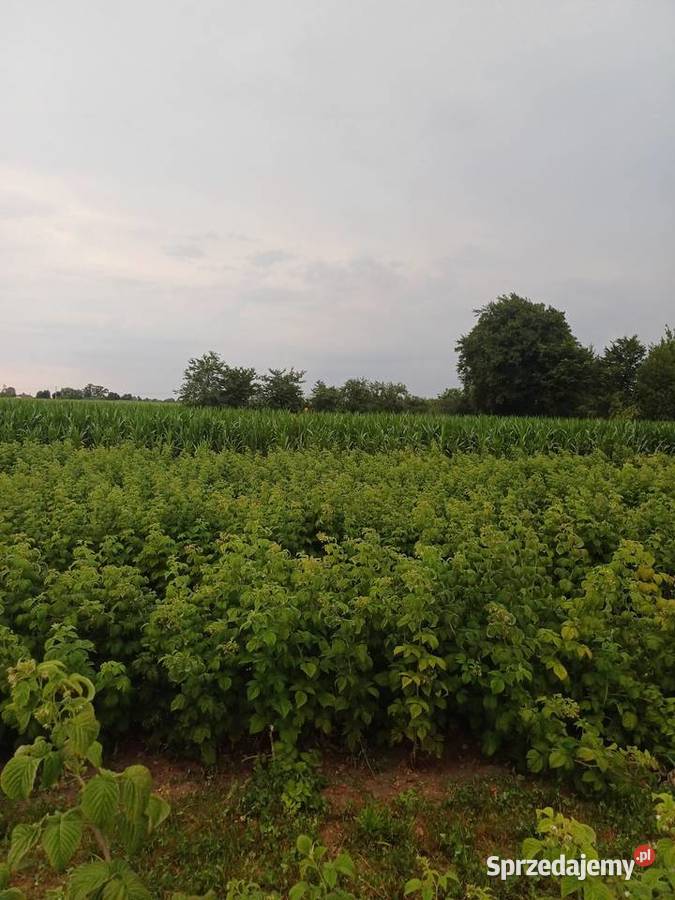 Sadzonki maliny Sugana Pozostałe lubelskie sprzedam