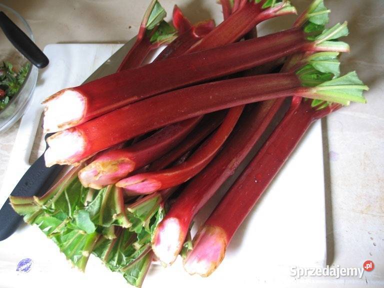 Rabarbar Malinowy Piękne Sadzonki 3 Letnie