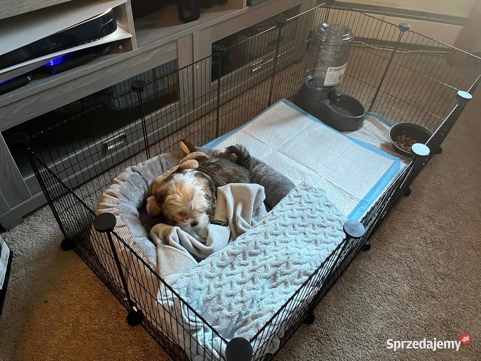 Klatka świnki morskiej kojec modułowy 12 paneli Nowy Tomyśl