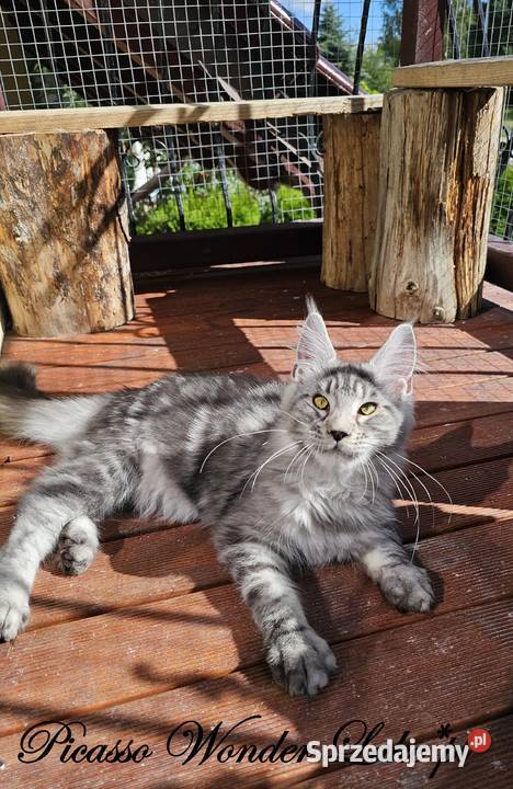 Srebrzysty mruczący kocurek Maine Coon pomorskie Gdańsk