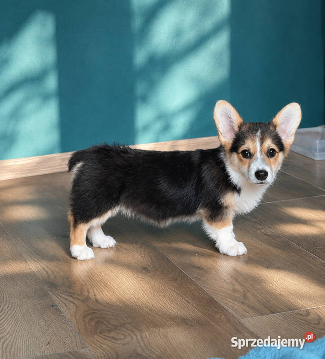 Welsh Corgi Pembroke Dziewczynka Kraków